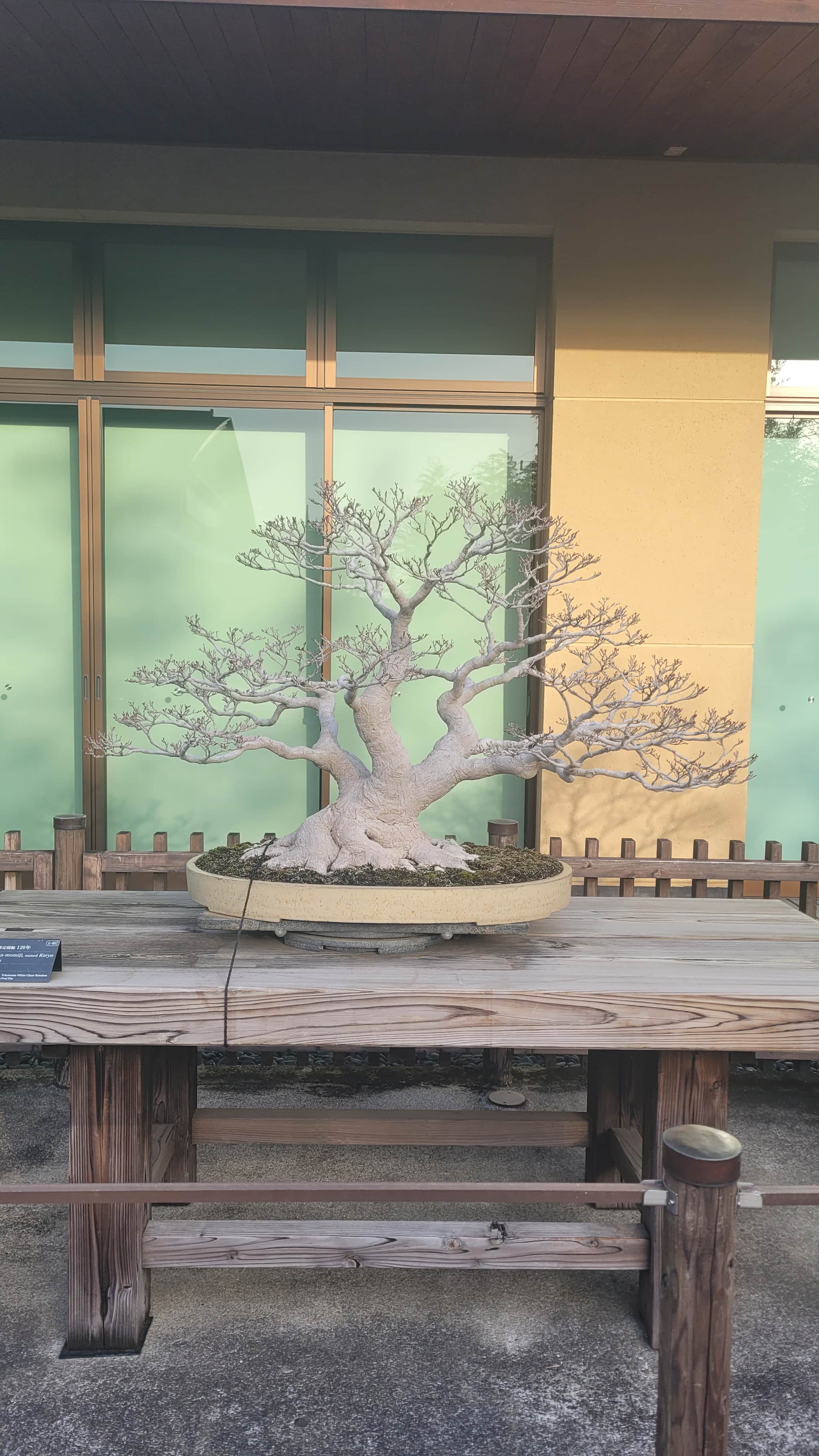 A maple bonsai tree from omiya museum in Japan